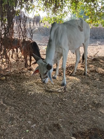 બળદ વેચવાના હૈ