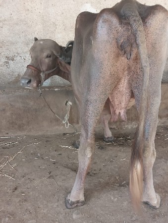 ભેસ વેસ્ટ વાની છે