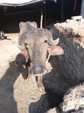 પાડીવેસવાનીછે
