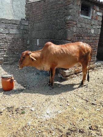 ગીરવડ કી વેચવાની છે 20 દિવસની કા