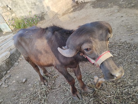 AhirkishanLuva