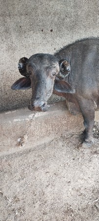 ભેંસ વેચવાની છે