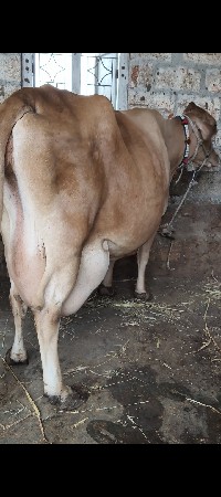 ગિર ક્રોસ ગાય વેસવાનિ છે