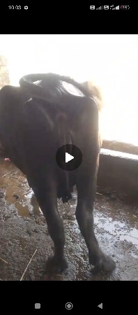 તીજૂ વેતર વિયસે ઘરની ભેસ વેચવાની