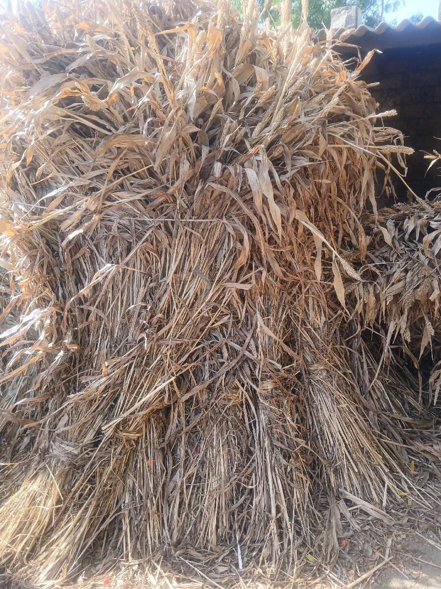 જુવાર વેચવાની છે
