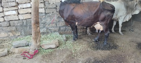 ક્રોસ ગાય વેચવાની છે