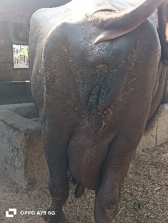 10 દિવસ ની કાચી  મોટી ભેંસ સે