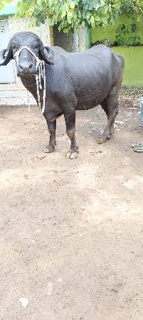 પેલું વેતર દસ પંદર દિવસ વાર સે