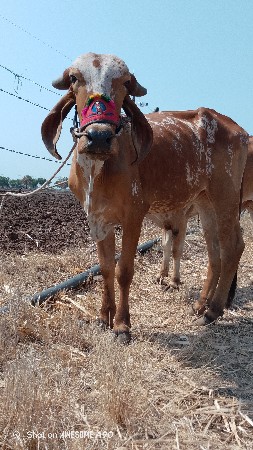 ગોઢલા વેચવા ના છે