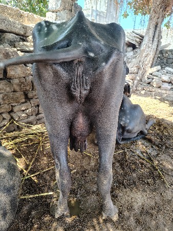 વેચવાની