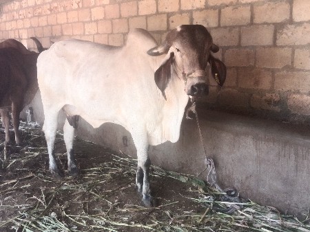 હોડકિ.વેશવાનિછે