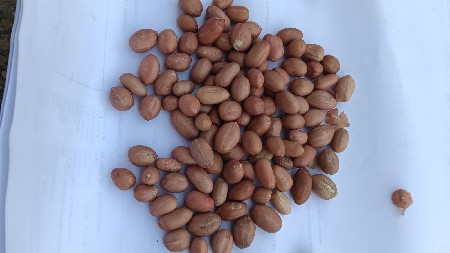 માંડવી નું બિયારણ વેચવાનું છે