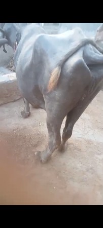 દેવાભાઈ સિધલ