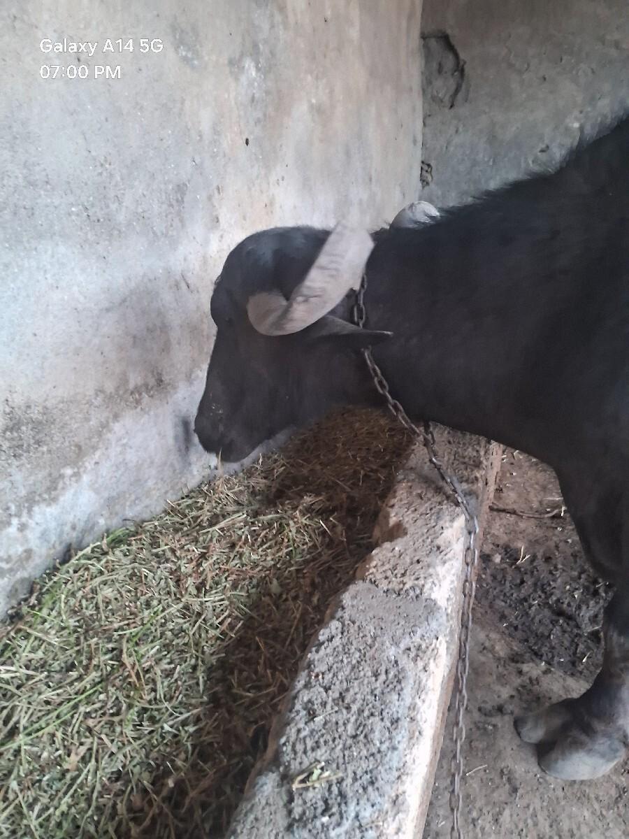ભેશ