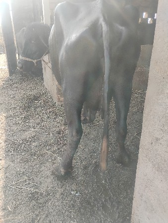 પાસમહીનાનીગાભણીછેસેકકરાવીલેવાની