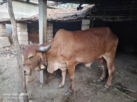 ગાય વેચવાની છે