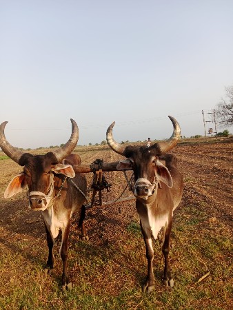 ગોઢલાવેચવાનાછે