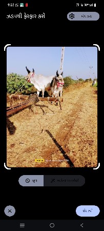 બીજી વાવણીના