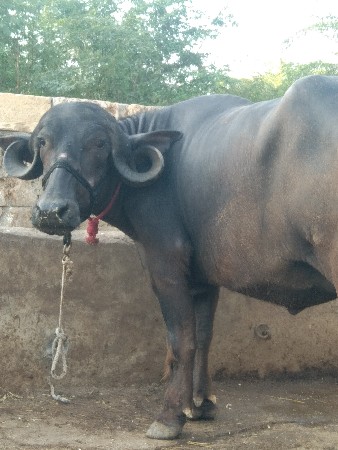 તાલુકો જીલ્લો પોરબંદર ગામ મંડેર વડ