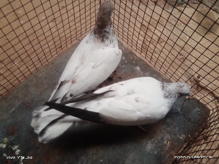 કબુતર વેચવાના છે