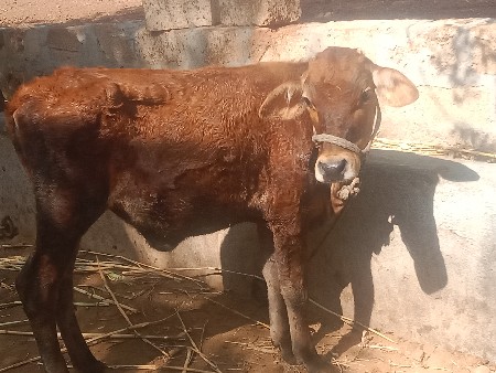 જર્સી વાસળી વેચવાની