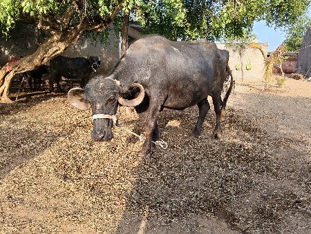 બે ભેંસ વેચ વા ની છે