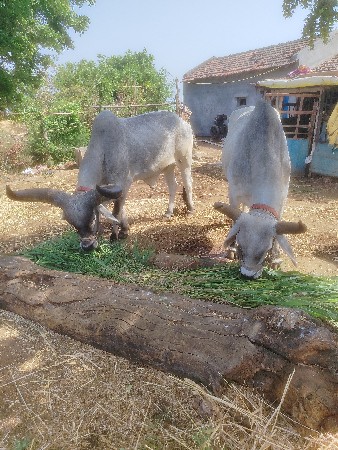 વાશડા  વેસવાના  શૈ