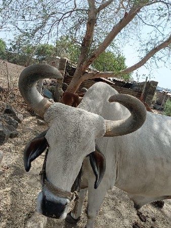 ૪ ધરના