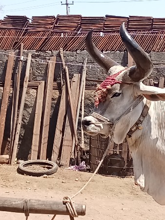 બળદ વેચવાના છે