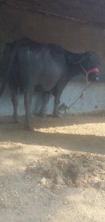 ભેંસ