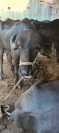 ખડેલું 3,5વરસનુ