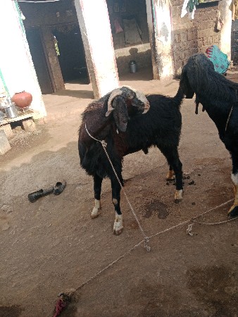 બે વખત