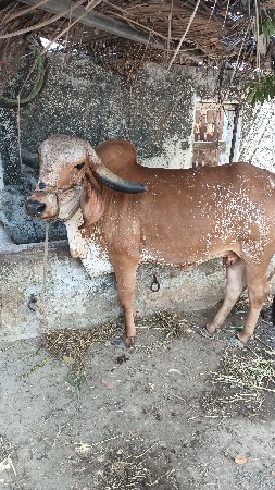 ગાય વેચવાની છે