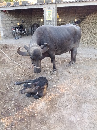 ભેંસ વેચવાની છે