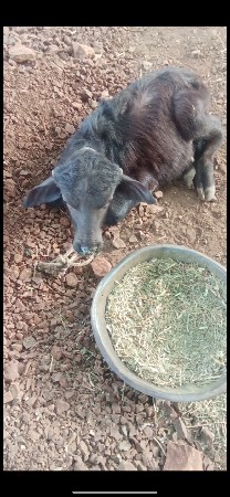 આ ભેસ વેચવાની છે