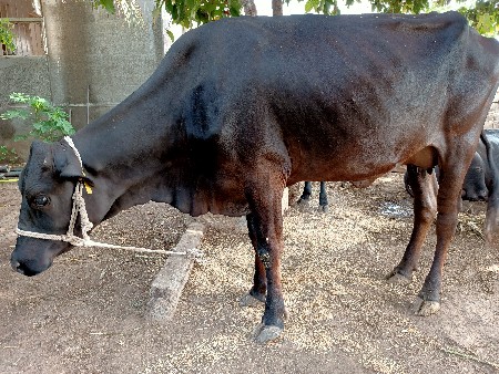 ગાય વેચવાની છે.
