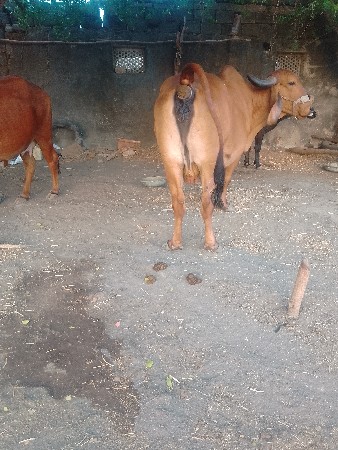 ગાયવેશવાનીછે