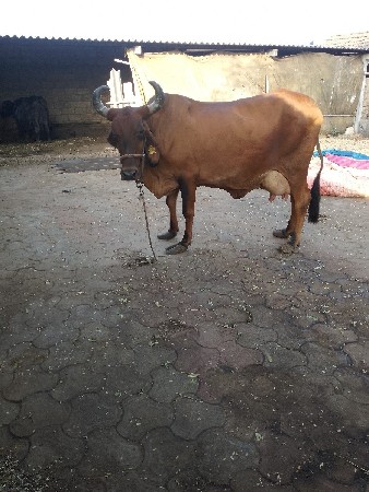 ગાય વેચવાની છે
