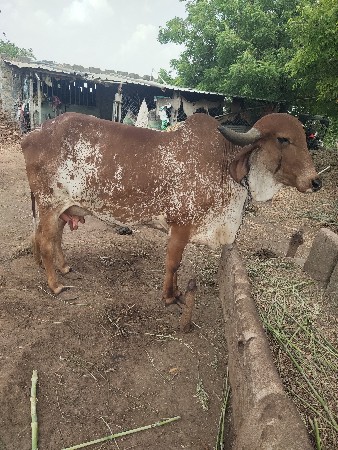 gir gay vesava ni se