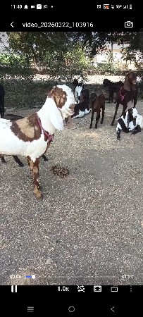 તોતાપુરી બકરી વેચવાની છે