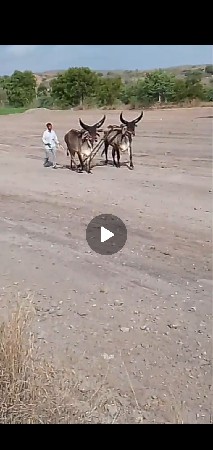 ગોધલાવેચવાનાછે