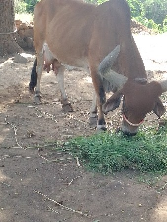 ગાય