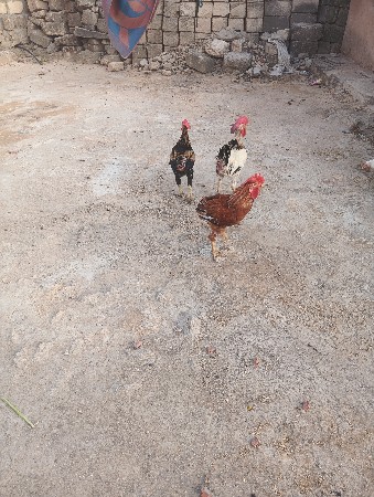 મુરઘા