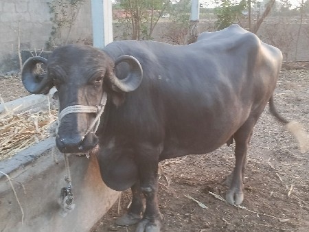 2 ભેંસ વેચવાની સે 9898990394