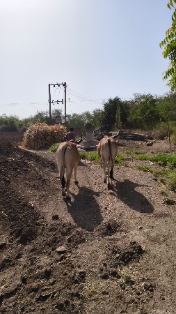 વેચવા ના સે