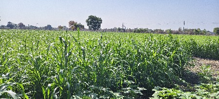 4 વિધા નો બાજરો વેચવાનો છે