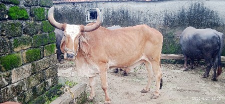 બળદ વેચવાનો છે