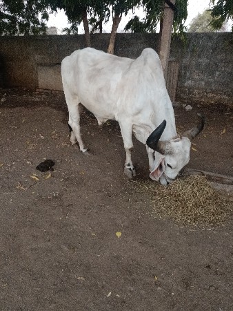 બળદગા વેચવાના બીજી ઘર 80000