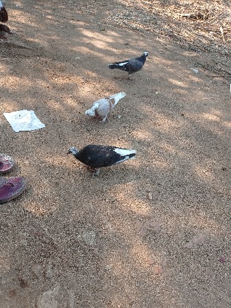 માંગરોળ કોટડા ફાટક