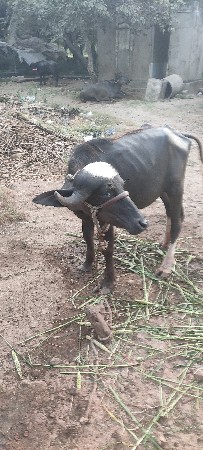 કિંમતમાં લાંબુ ફેરફાર નહીં થાય